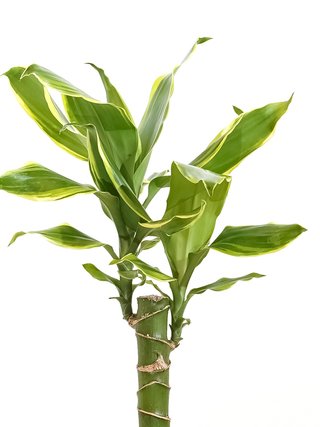 efeu formen Purgrün Efeu-Dünger 1 Liter main image 0