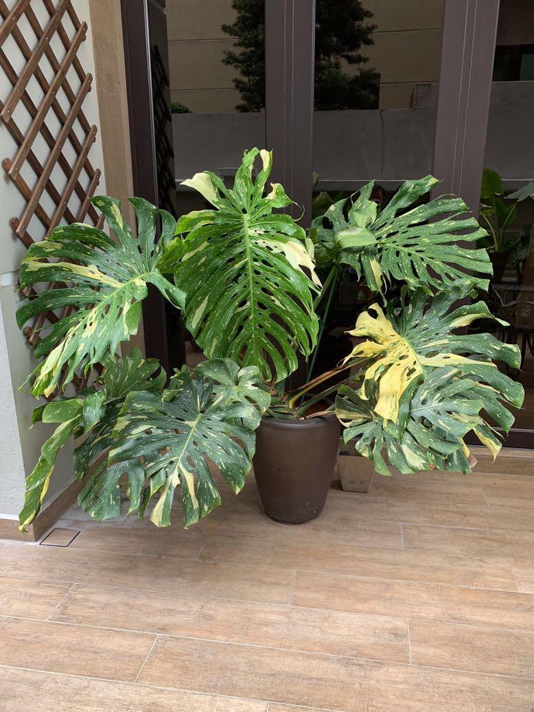 philodendron bipinnatifidum standort Philodendron bipinnatifidum Hope