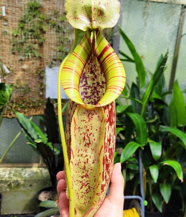 buy philodendron xanadu 6" Philodendron Xanadu  Plant Decor Shop