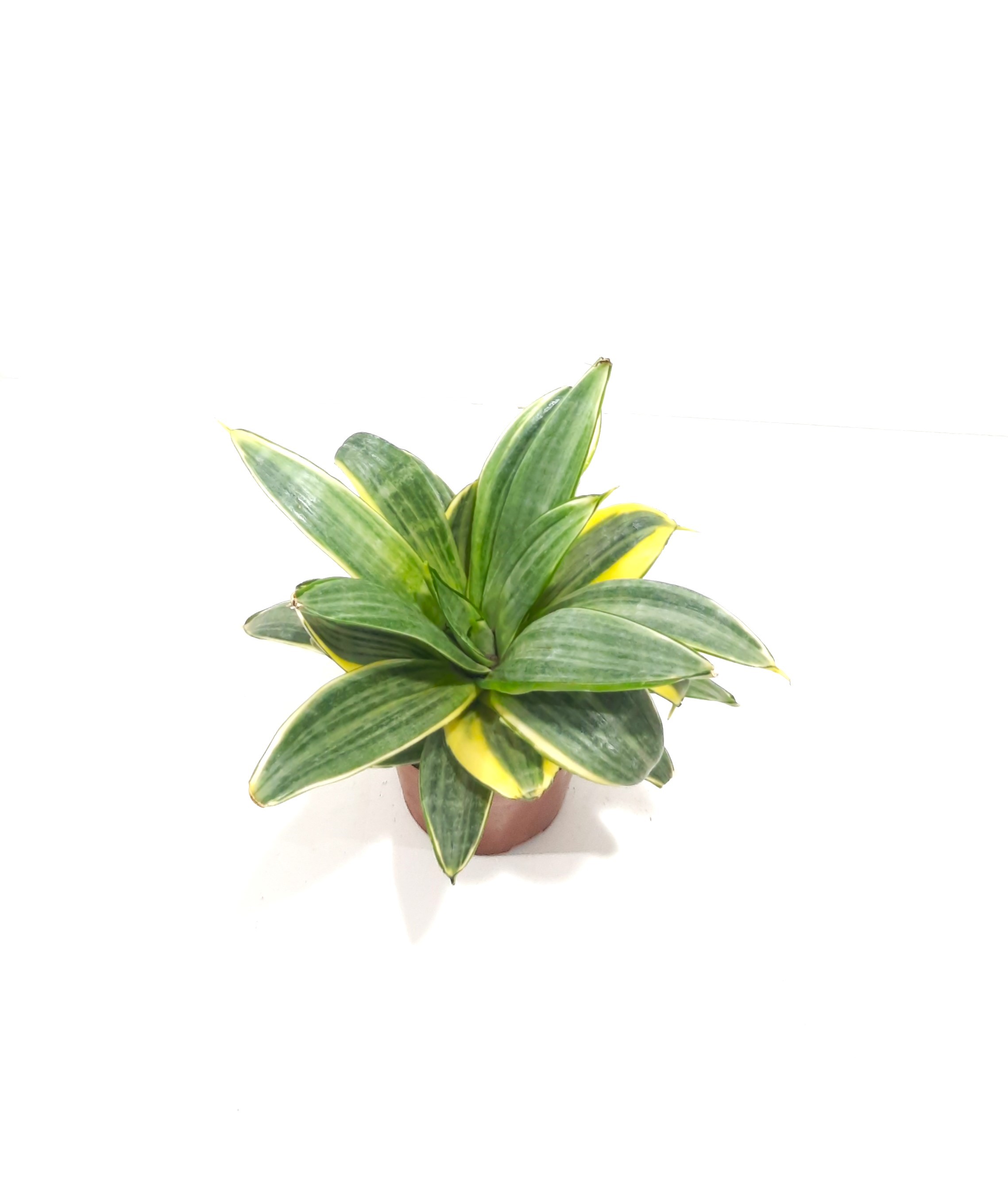 fressen schnecken rhododendron Raubschnecke | Frisst andere Schnecken