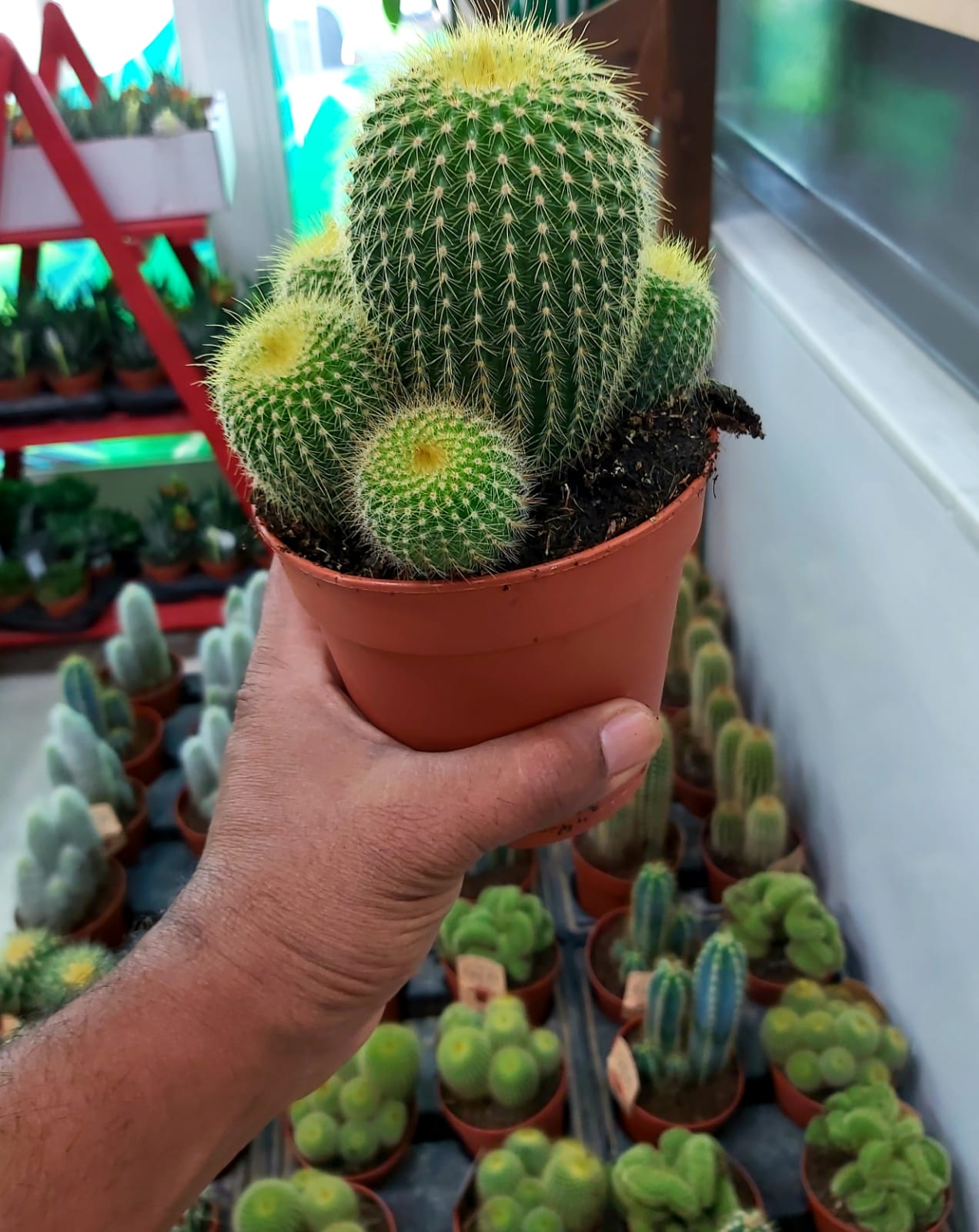 CACTUS HOLLAND | Online Indoor Plants