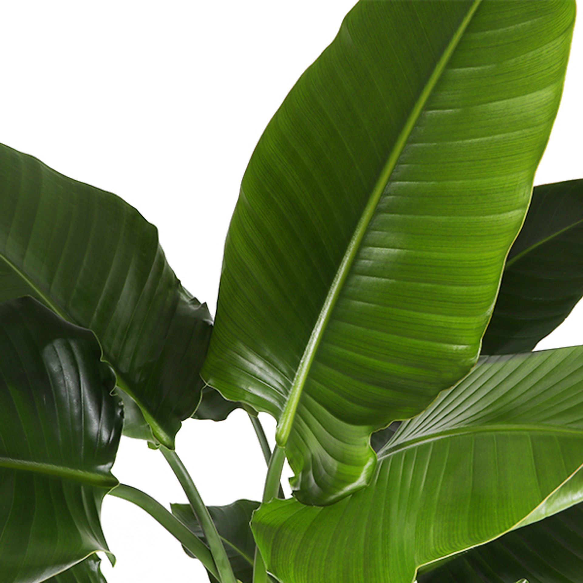 palme zimmerpflanze groß Howea forsteriana 'Kentia Palm' XL – Majestätische und pflegeleichte  türkische Palme