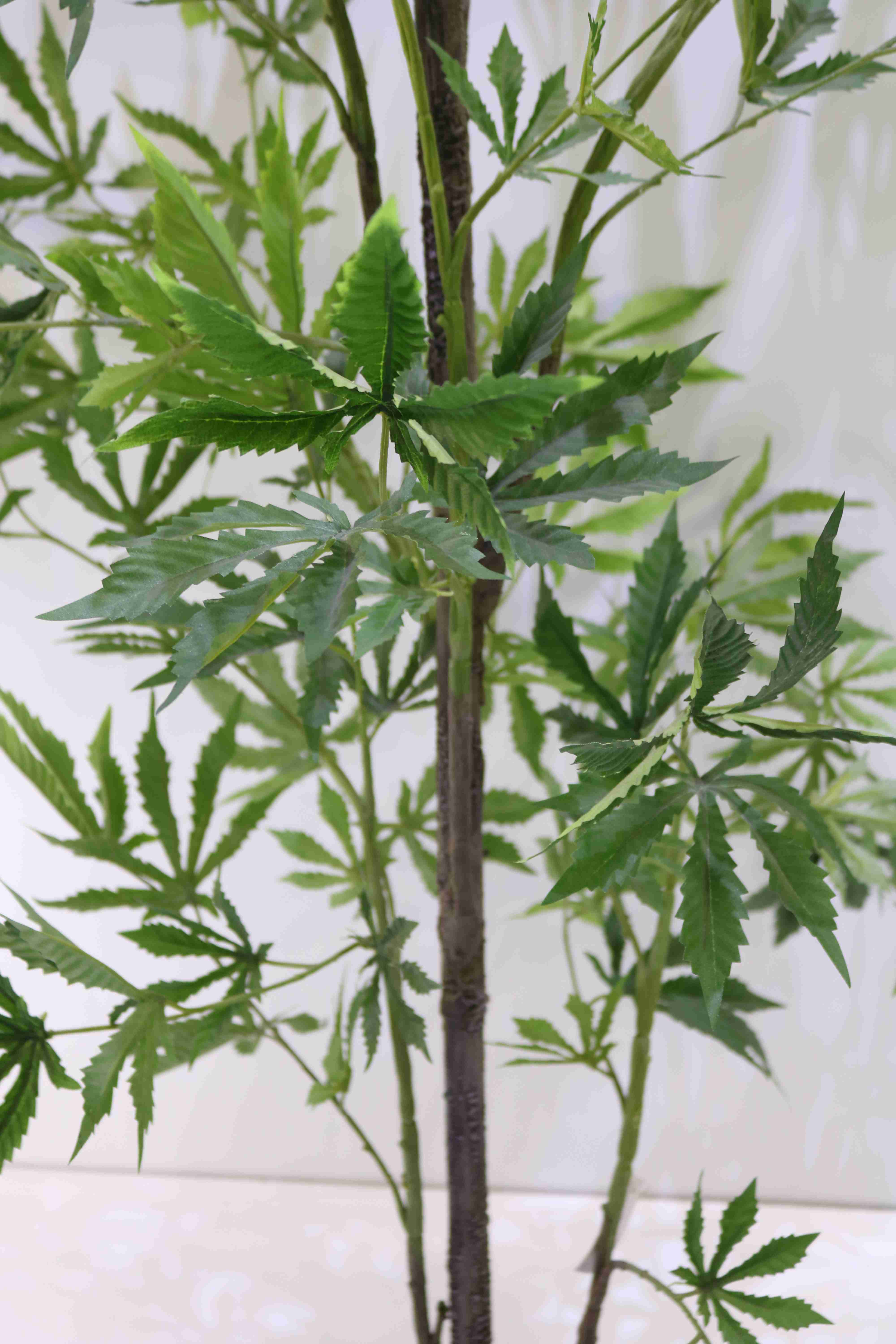 rhododendron maximum Rhododendron, Independence Rosebay Rhododendron 3 GALLON