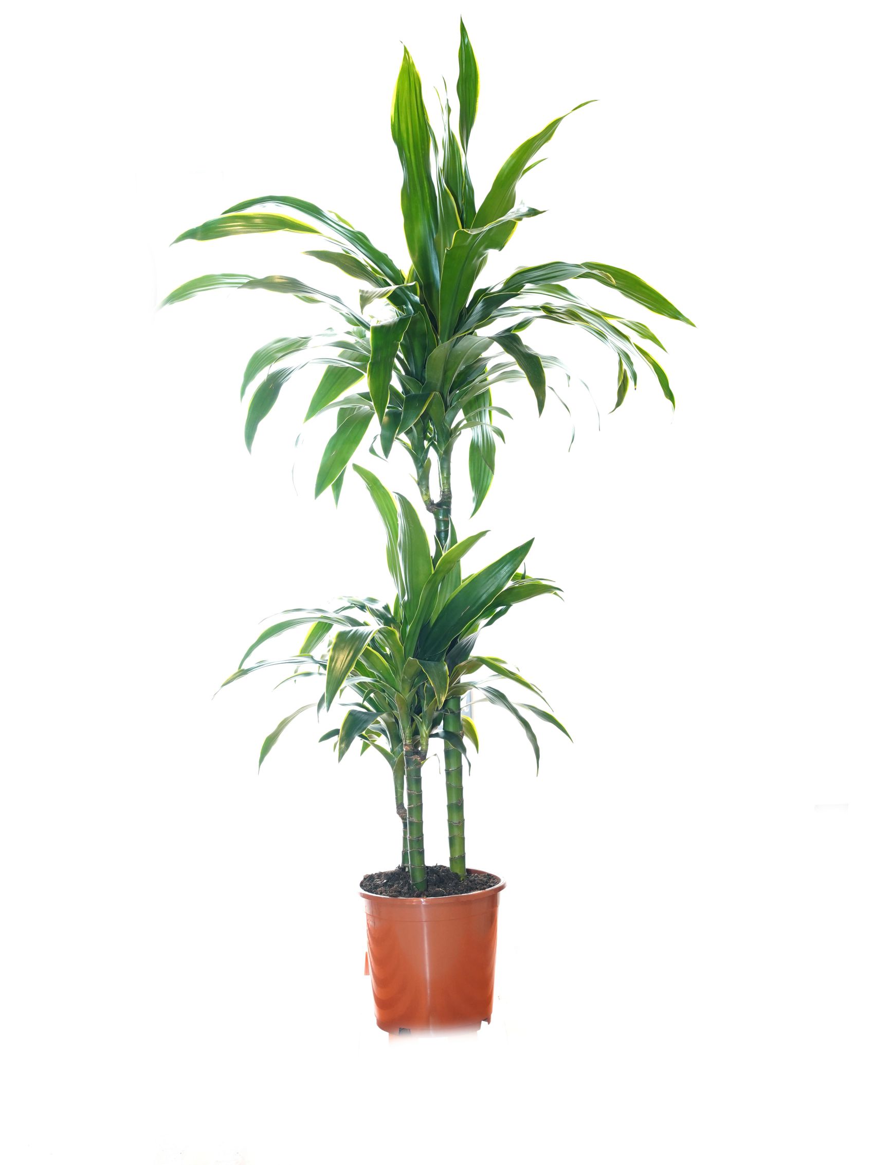 Dracaena Luxe Mixed Line | Online Indoor Plants