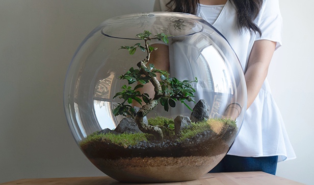 Bonsai Terrarium | Online Office Plants