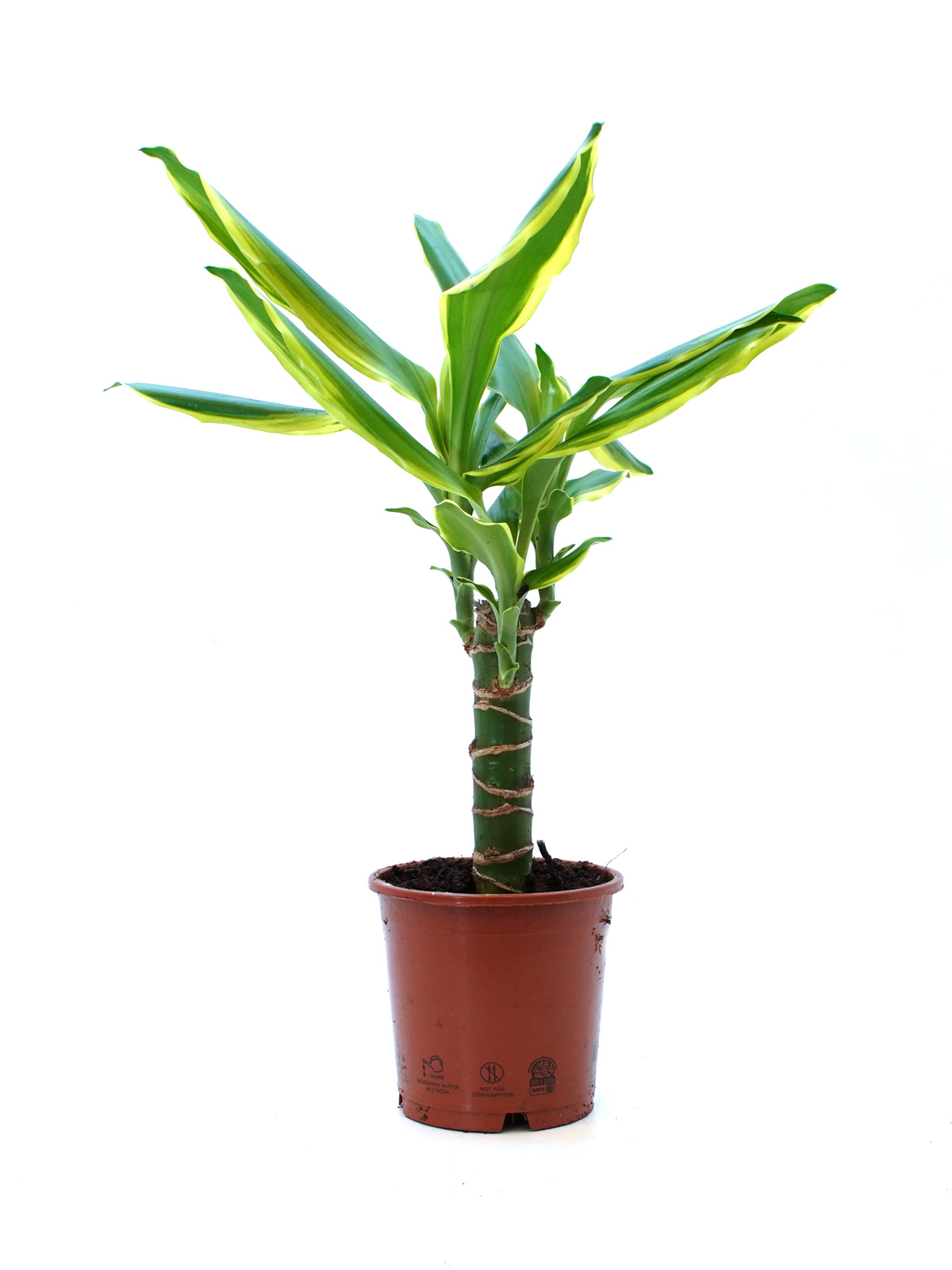 Dracaena Luxe Mixed Line | Online Indoor Plants