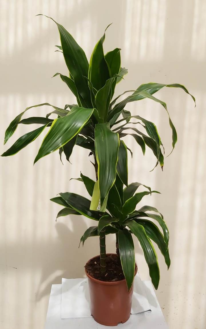 fargesia rufa erfahrungen Clumping Bamboo (Fargesia rufa)