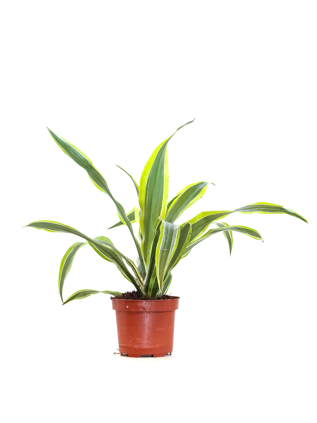st barth efeu gel Ligne St. Barth Aloe Vera Gel with Mint – Beautyhabit