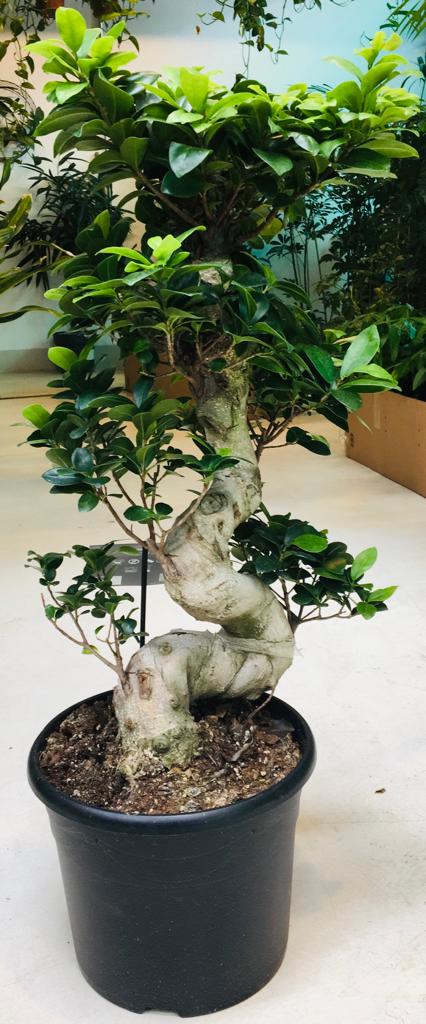 FICUS BONSAI | Online Indoor Plants