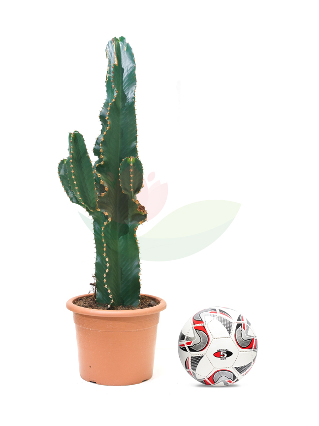 Euphorbia Candelabrum Opuntia | Online Indoor Plants