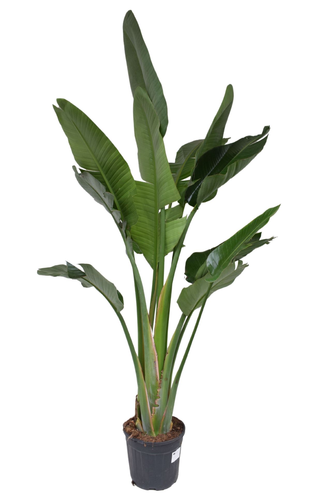 Strelitzia Nicolai 170Cm - Bird Of Paradise Plant | Online Indoor Plants