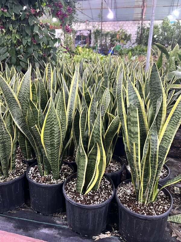 Sansevieria Trifasciata | Online Indoor Plants