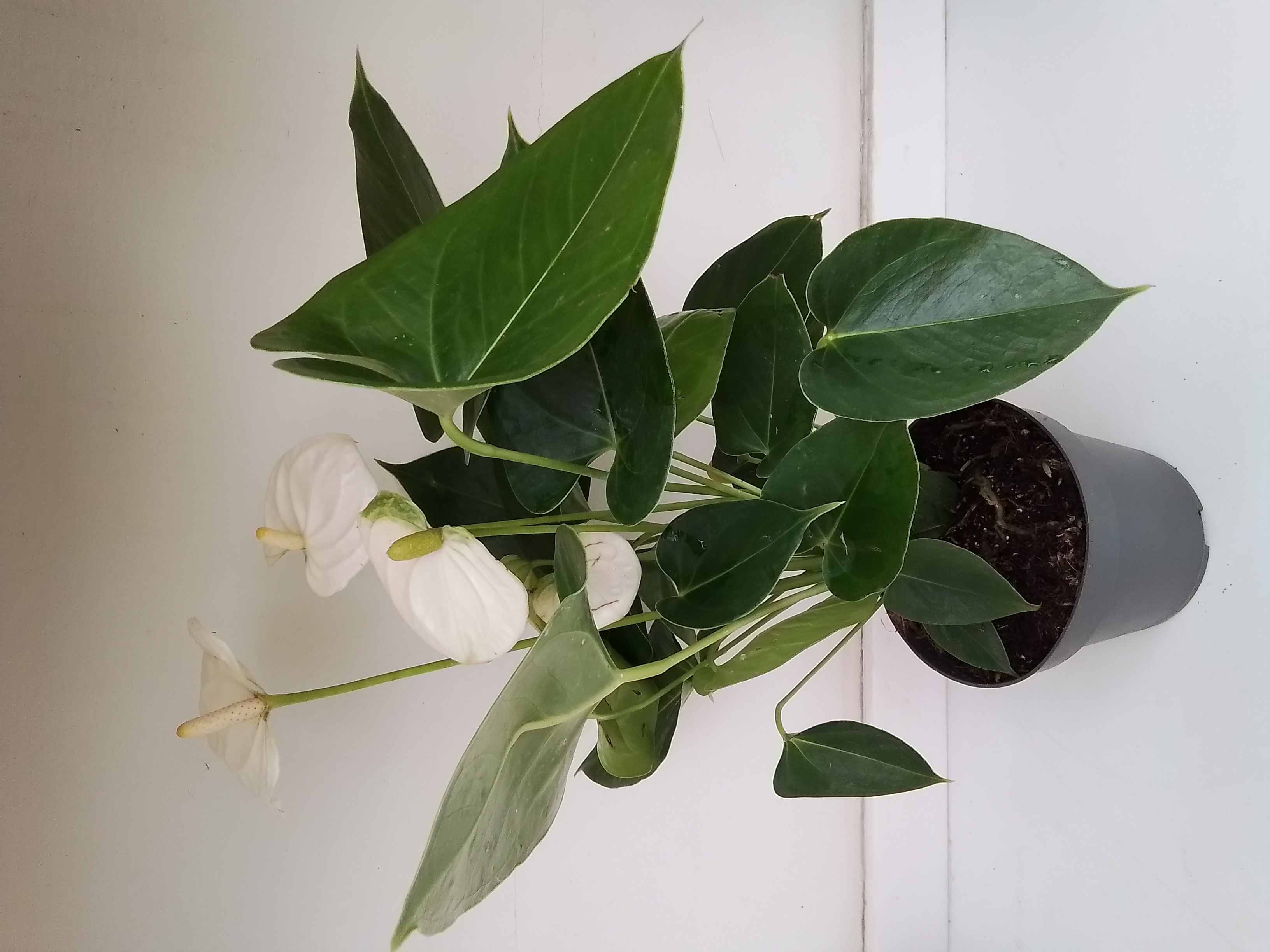 Anthurium A. Arisa Baby White | Online Indoor Plants