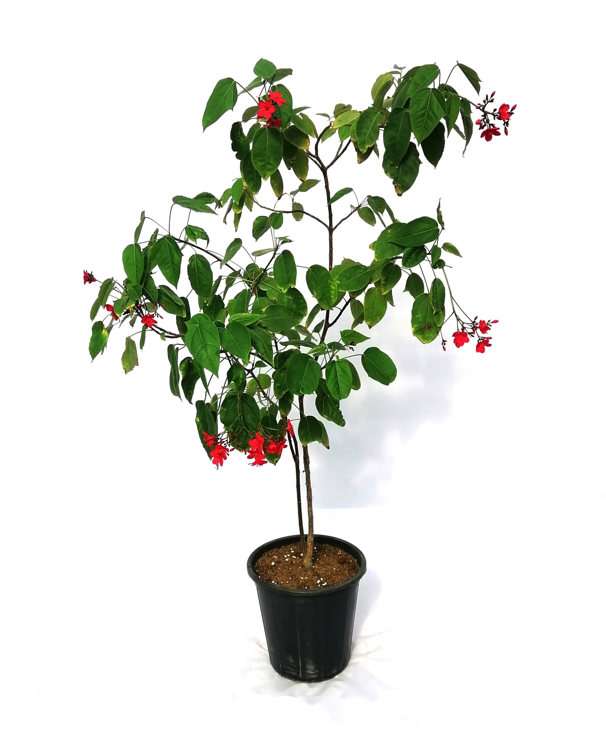 Jatropha | Online Outdoor Plants