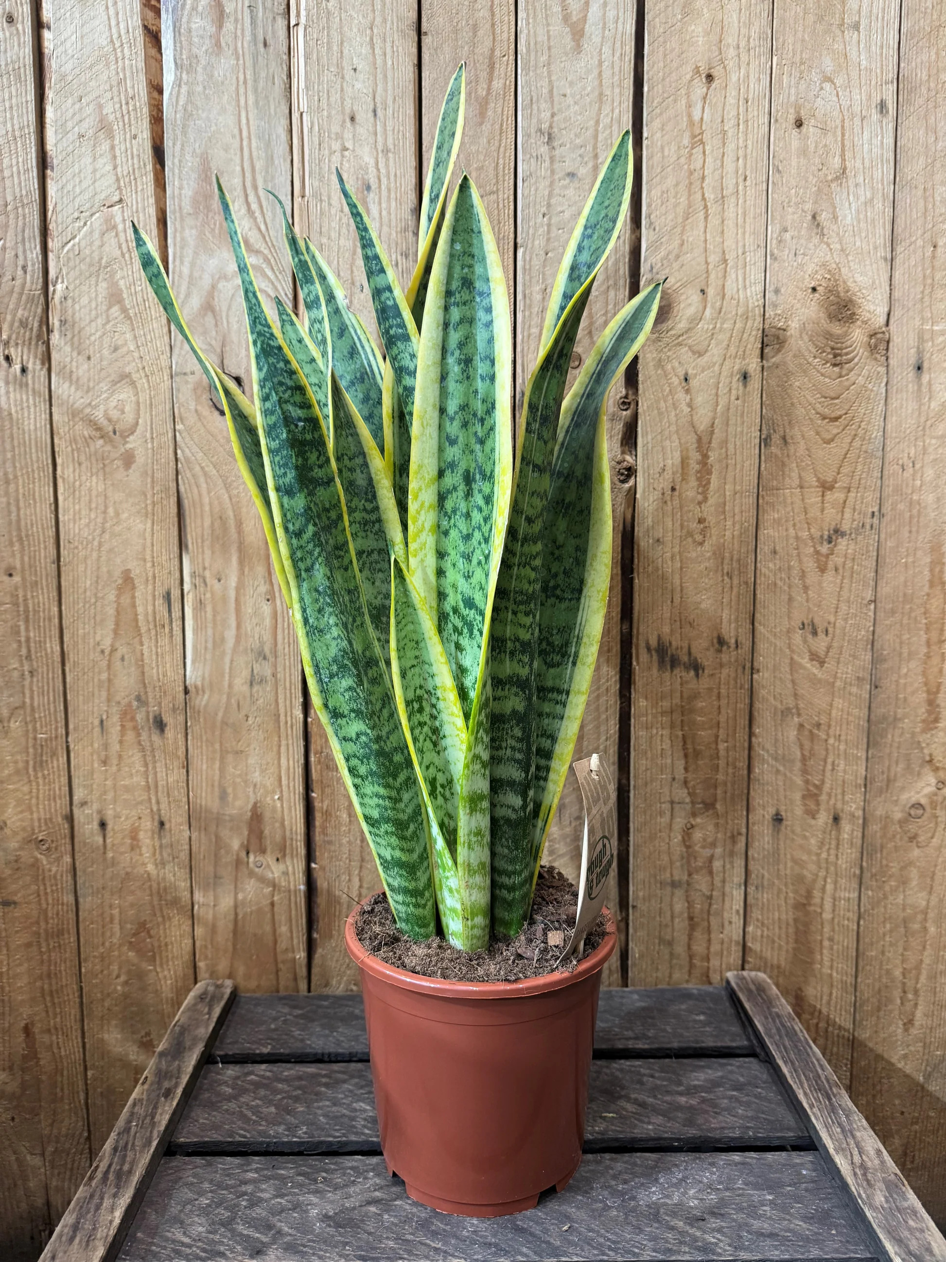 Snake Plant - Sansevieria Laurentii | Online Seasonal Specials