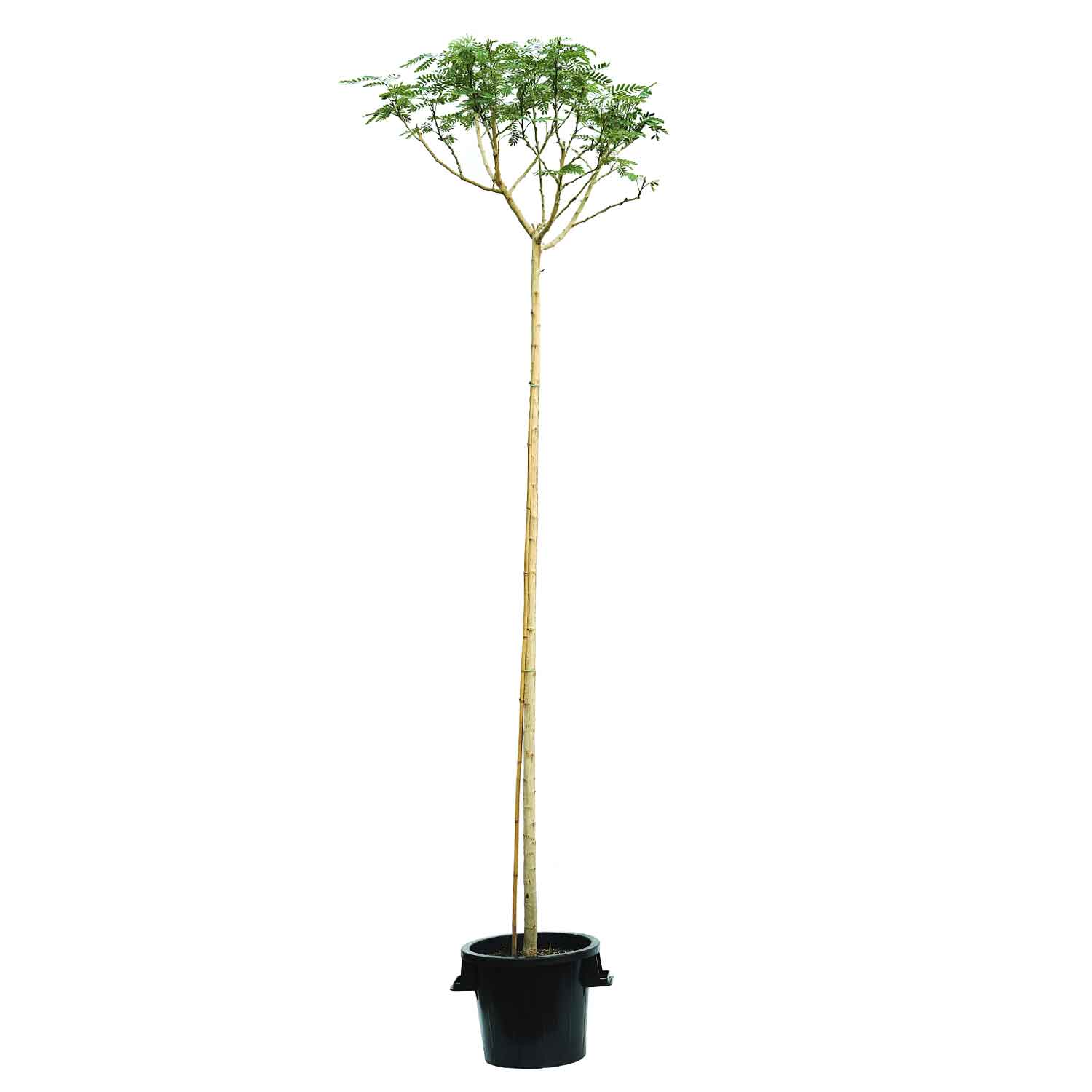 Albizia Lebbeck 1.5 Inch Local Production | Online Outdoor Plants