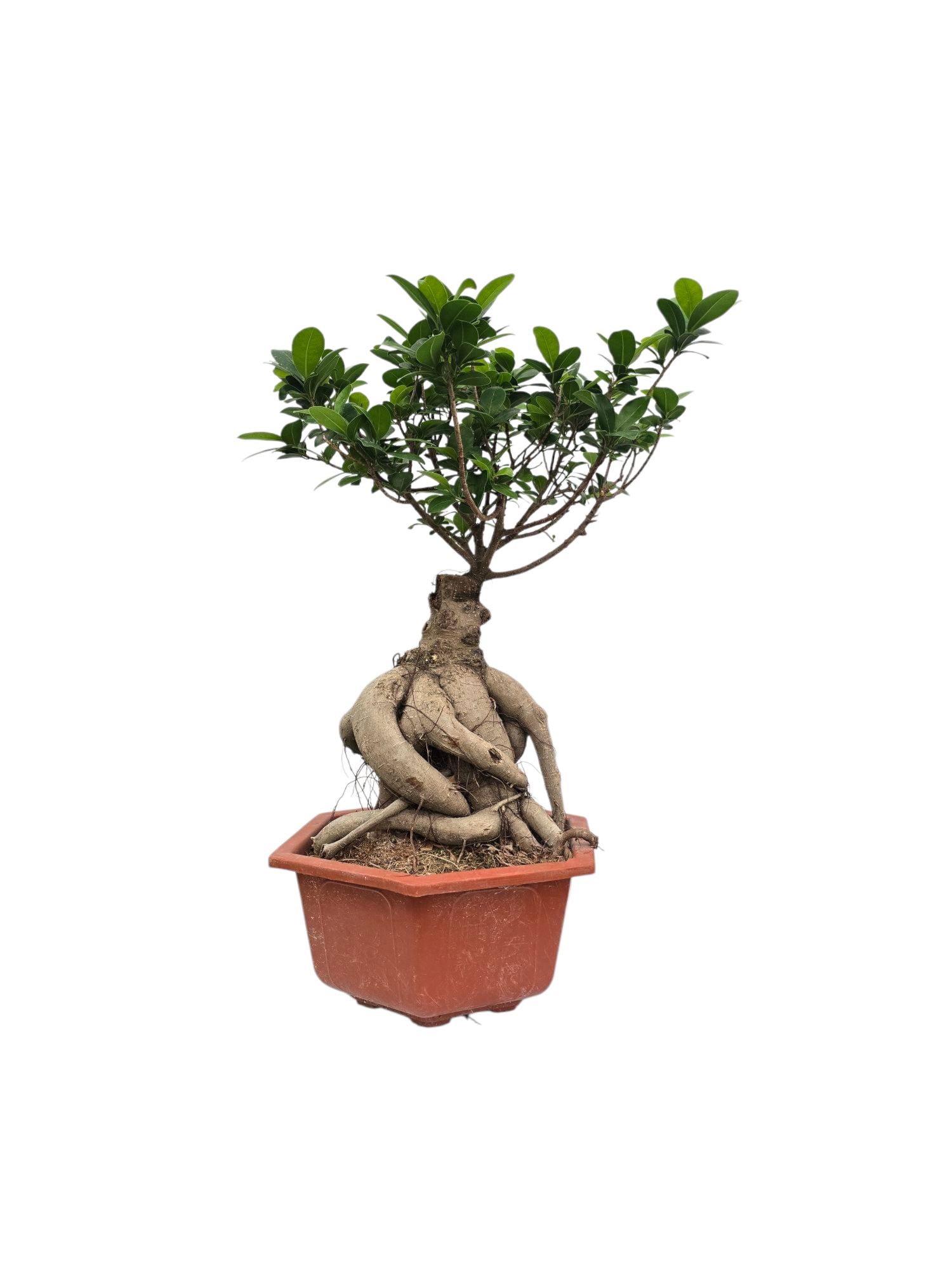 Ficus Bonsai Medium | Online Indoor Plants