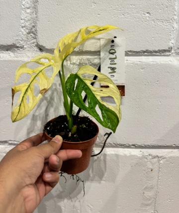 gelbtafeln rhododendron Gelbtafeln (kleinformatig) von Neudorff gegen Trauermücken und Co –  Neudorff Shop