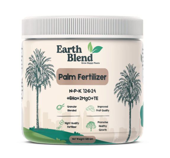 cat palm indoor plant Palm, Cataractarum10"