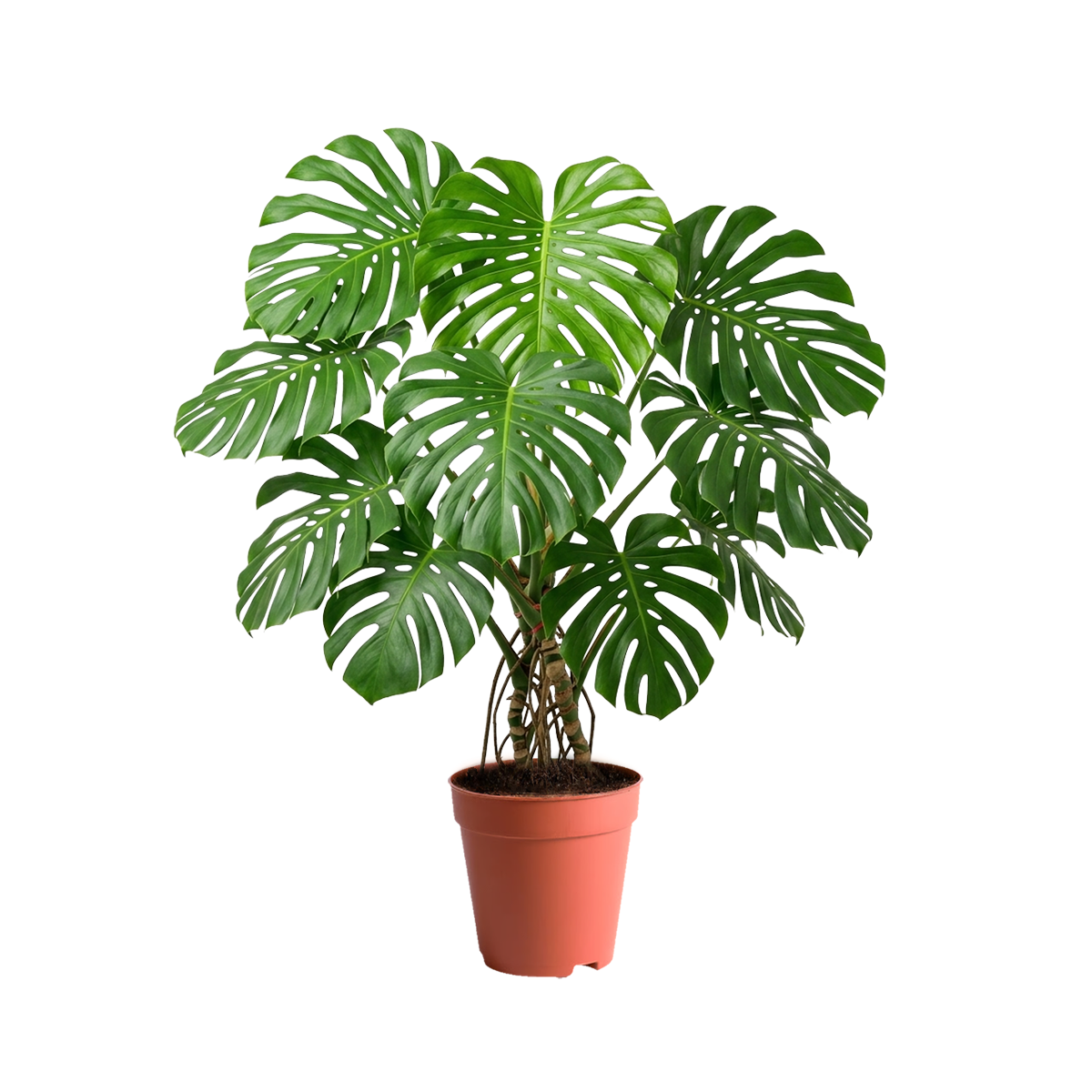 PHILODENDRON BIPINNATIFIDUM HEIGHT 1.2-1.5M | Online Indoor Plants